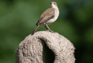 Rufous horneros bird.
