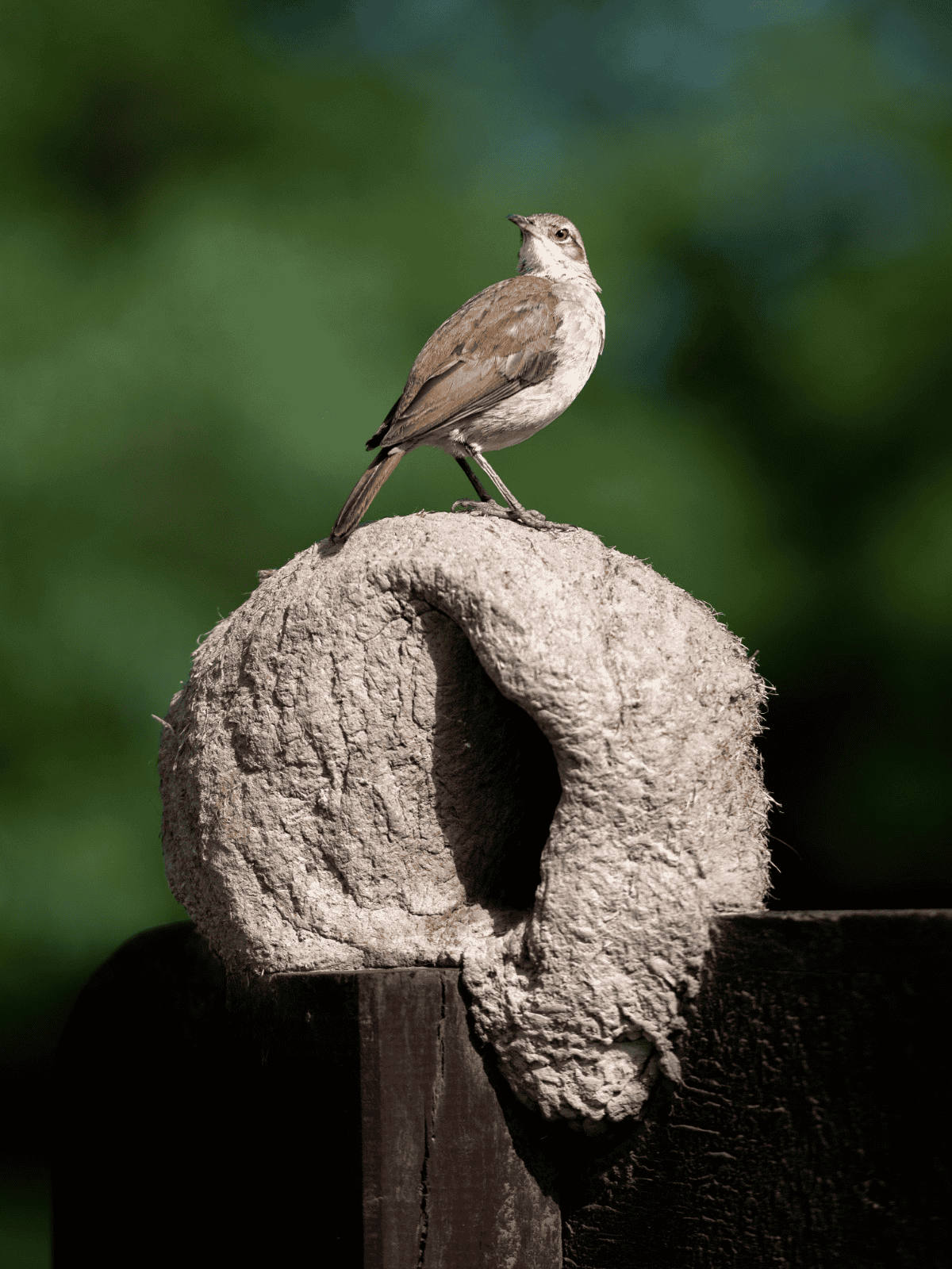 Rufous horneros bird.