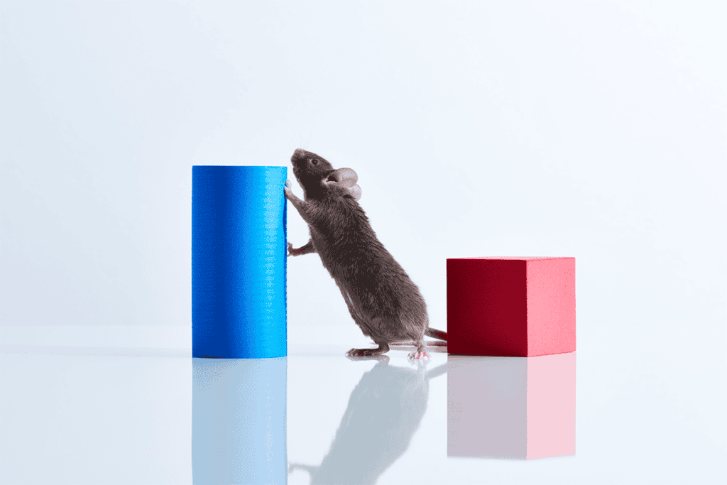 A brown mouse between a red cube and blue cylinder looks curiously at the top of the cylinder, standing on hind legs.
