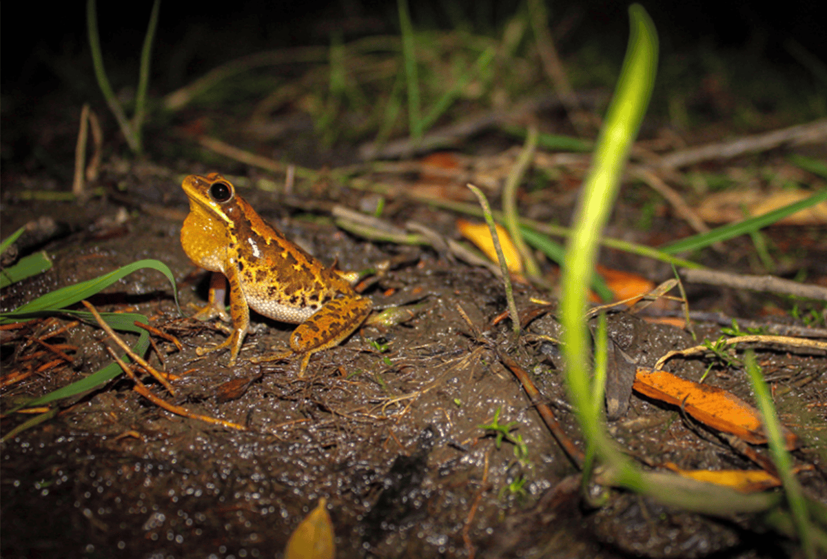Tree frog in reedy, watery environment.