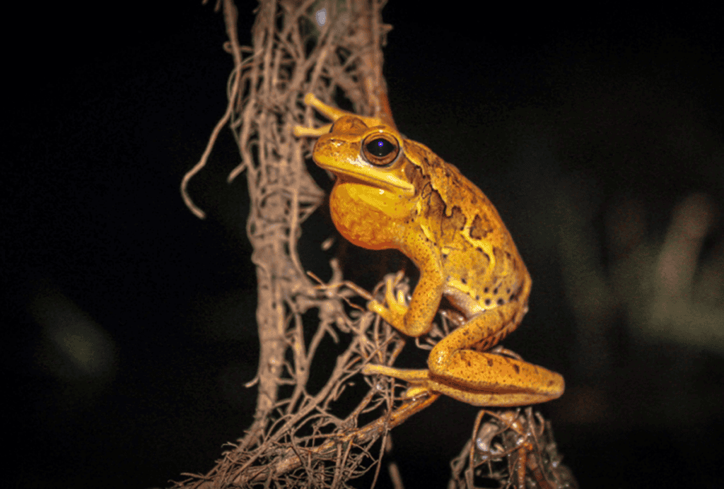 Tree frog climbing.