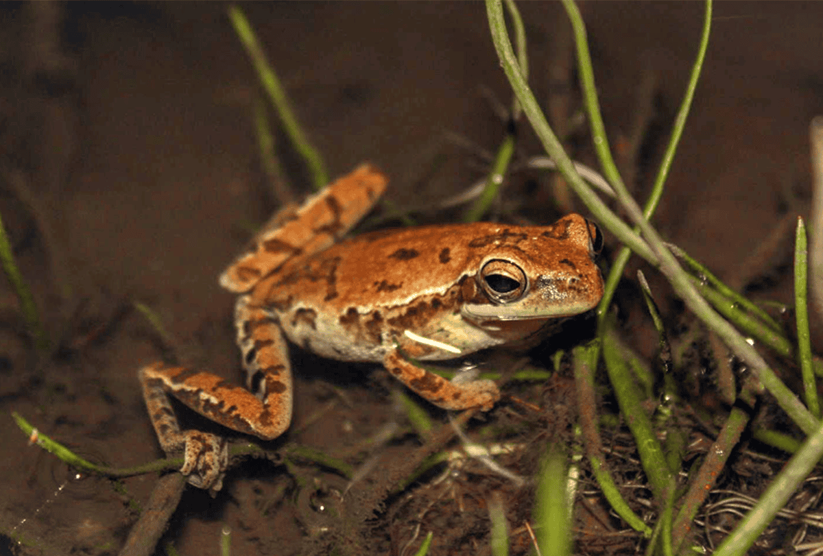 Tree frog in reedy, watery environment.
