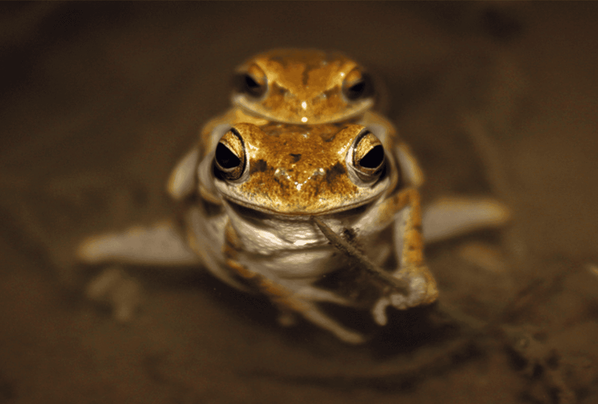 Two tree frogs huddling together.