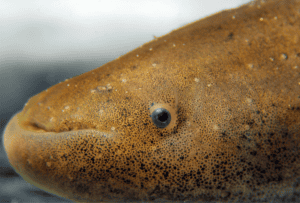 Close-up photo of a fish.