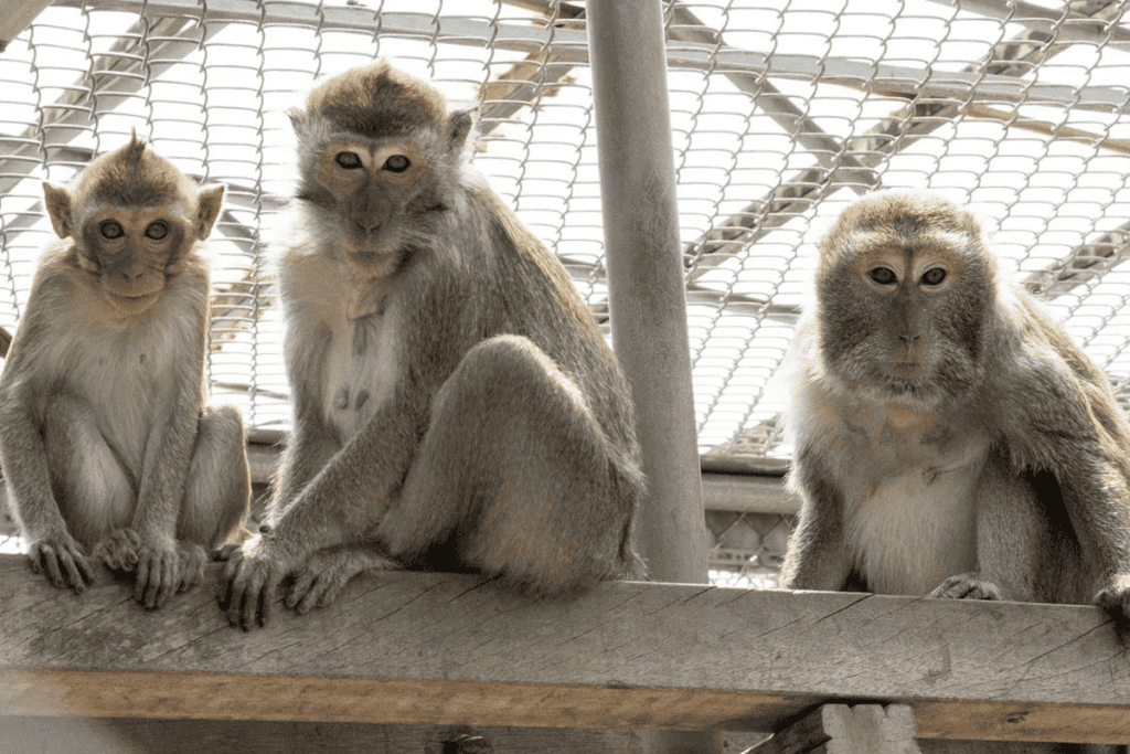 Monkeys at Dutch primate center.