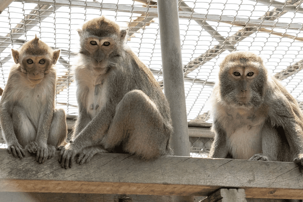 Monkeys at Dutch primate center.