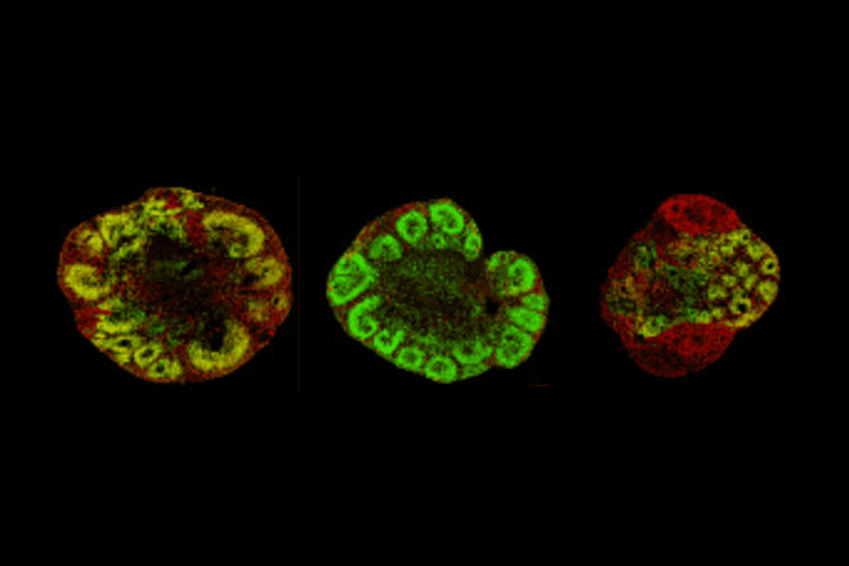 Research image of organoids.