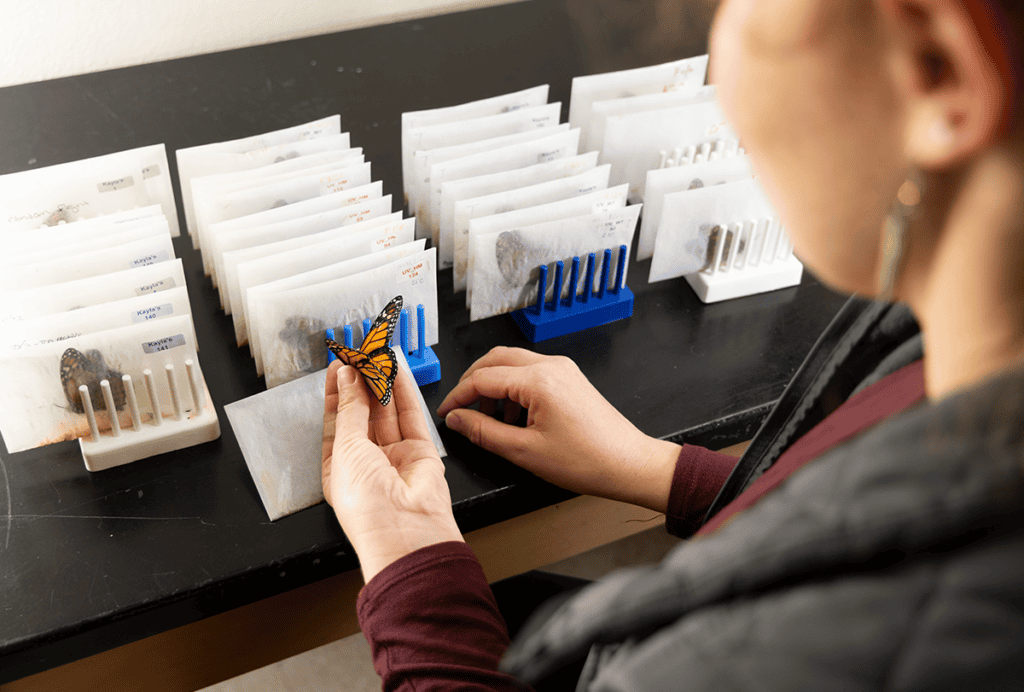 Researcher examining butterfly in lab.