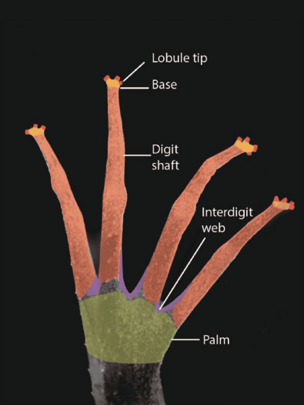 Research schematic of five test locations on a pipa frog's fingertips.