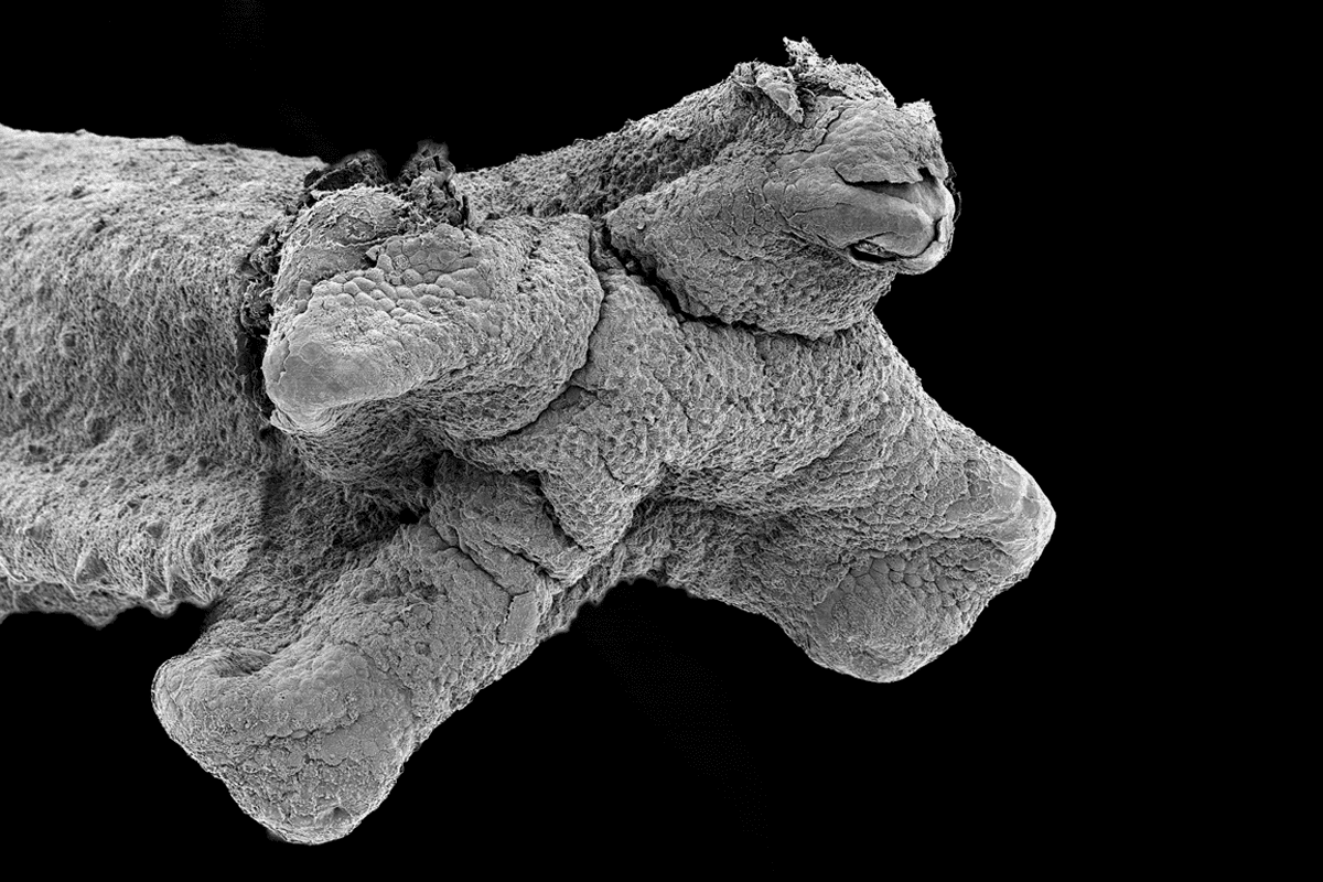 Research image of micrograph of a pipa frog's individual toe.