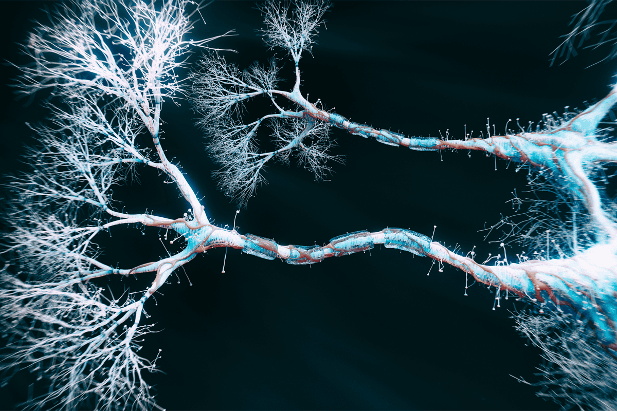 Stock image of branching dendrites.