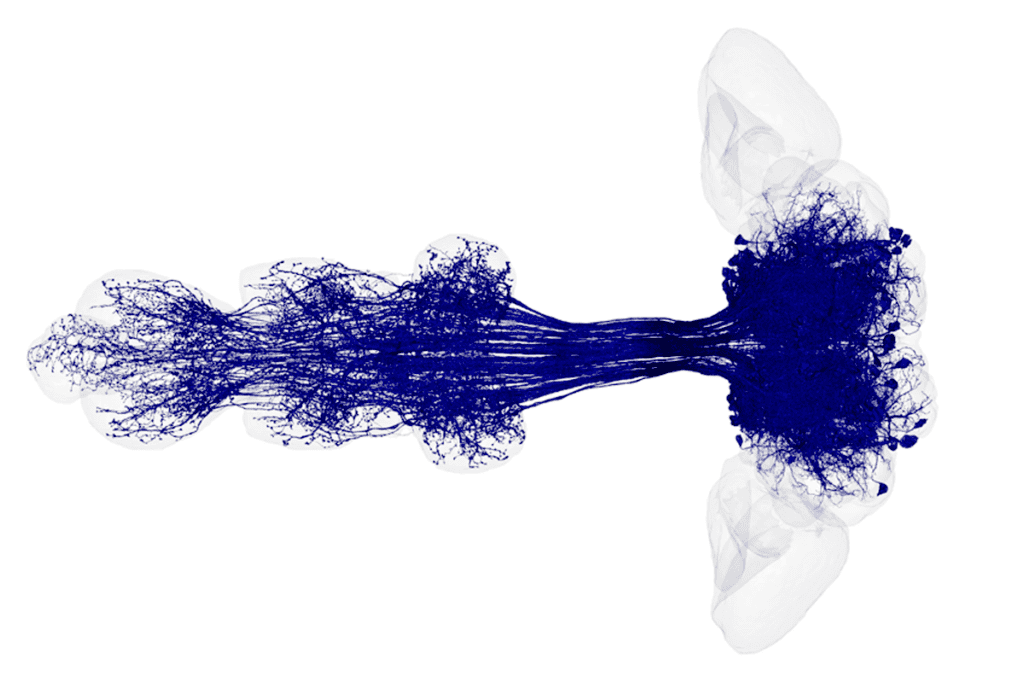 Research figure of fly neurons transforming taste information into movements.