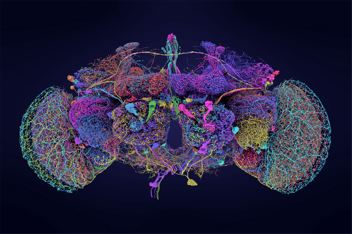 Visualization of connectome.