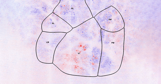 UC Berkeley researchers map brain connectivity with new platform