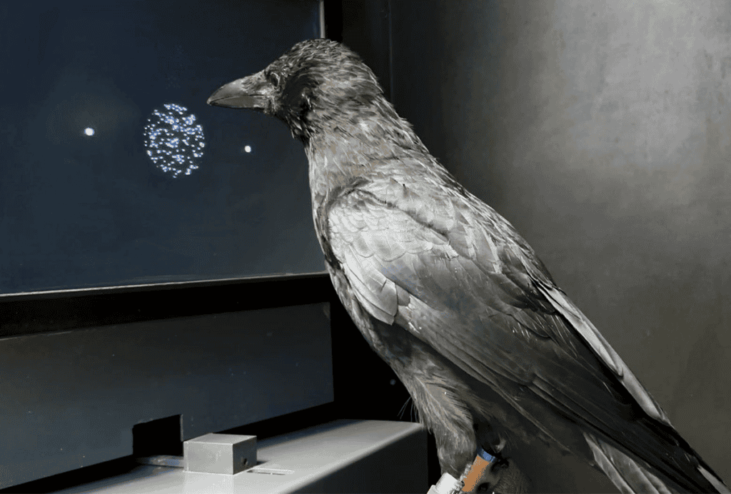A crow looking at a screen showing a circle of white dots on a black background.