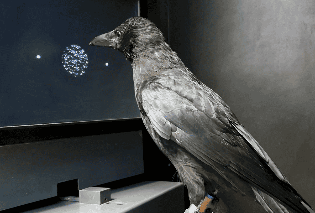 A crow looking at a screen showing a circle of white dots on a black background.