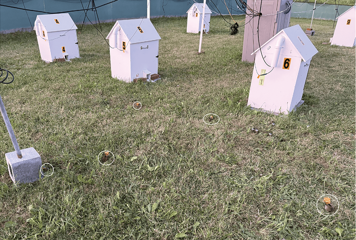 Small white houses atop grass for the study subjects.