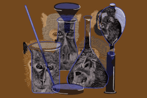 Reflections of primates in lab equipment (bottom left: Rhesus macaque, top left: Pig-tailed macaque, bottom right: Crab-eating macaque. top right: Marmoset