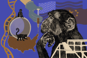Illustrated collage of a monkey profile, a gloved hand holding a vaccine syringe touching an outline of the United States with two primates sitting near it, a strand of DNA, and flags of the United States and China in the background.