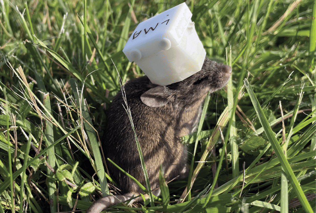 Mouse wearing a white, cube-like device on its head.