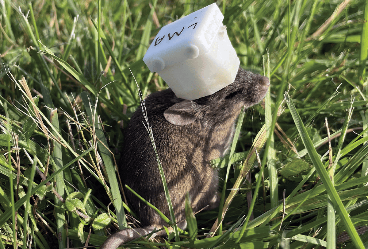 Mouse wearing a white, cube-like device on its head.