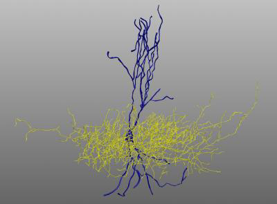 Image of a neuron from a mouse with a NLGN3 mutation, which has a normal shape.