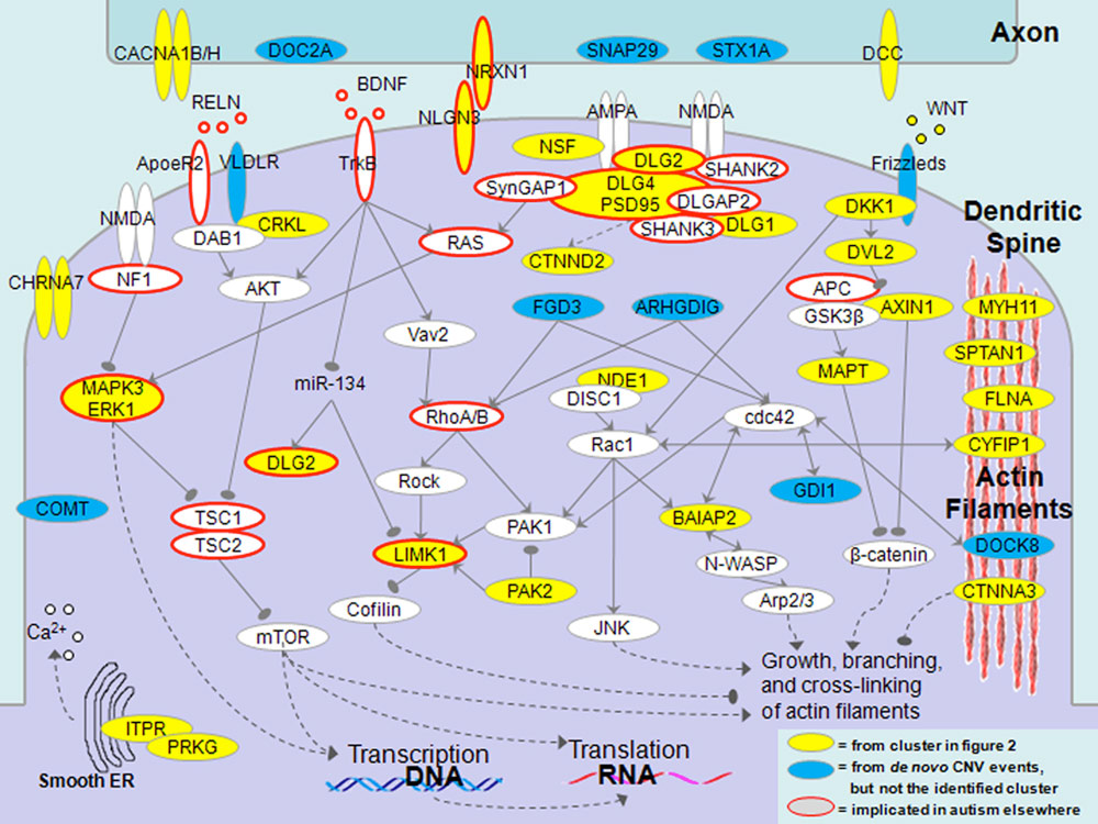 brain scan chromosome 22